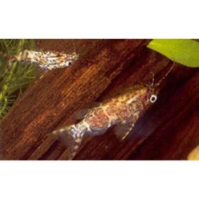 Live Fish - Upside Down Catfish - 4cm