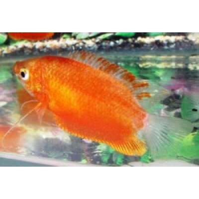 Live Fish - Gourami - Orange Flame (red honey) - 5cm