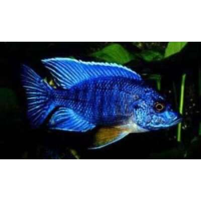 Live Fish - Blue Peacock Cichlid   5cm
