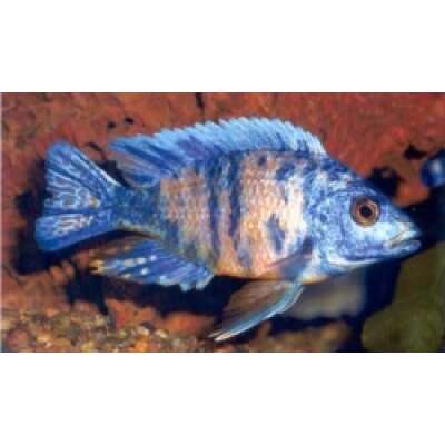 Live Fish - Marbled Peacock Cichlid   5cm