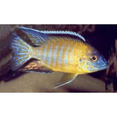 Live Fish - Yellow Peacock Cichlid 5cm