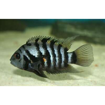 Live Fish - Convict Cichlid 4cm