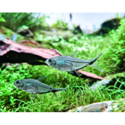 Live Fish - Costae Tetra - 3cm