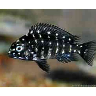 Live Fish - Tropheus Duboisi Maswa - Cichlid 3.5cm