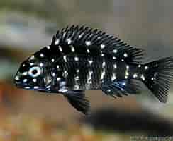 Live Fish – Tropheus Duboisi Maswa – Cichlid   3.5cm