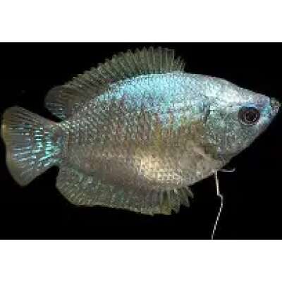 Live Fish - Gourami - Female Coral Blue Dwarf  - 5cm