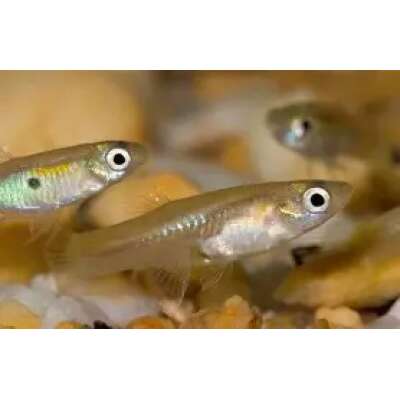 Live Fish - Assorted feeder Guppy - 2-3cm