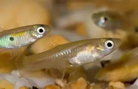 Live Fish - Assorted feeder Guppy - 2-3cm