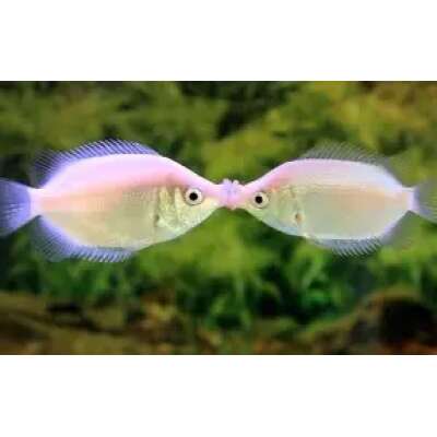 Live Fish - Gourami - Kissing - 7cm