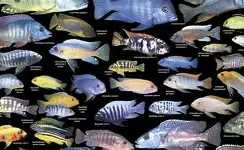 Lake Malawi Cichlids