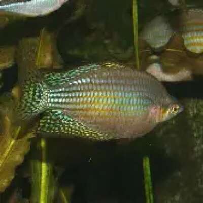 Live Fish - Rainbowfish - Checkered, Mary River 5cm