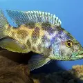 Miscellaneous Cichlids