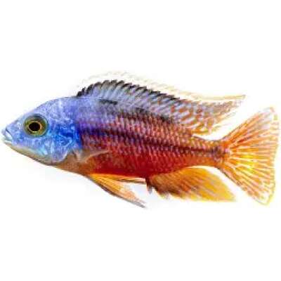 Live Fish - Red Empress (Protomelas taeniolatus) 5cm