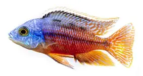 Live Fish - Red Empress (Protomelas taeniolatus) 5cm