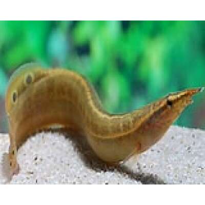 Live Fish - Spiney Eel - 5cm