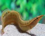 Live Fish – Spiney Eel  – 5cm