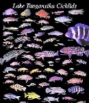 Lake Tanganyika Cichlids