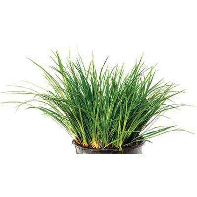 Live Plant - Dwarf Green Rush - 5cm Pot