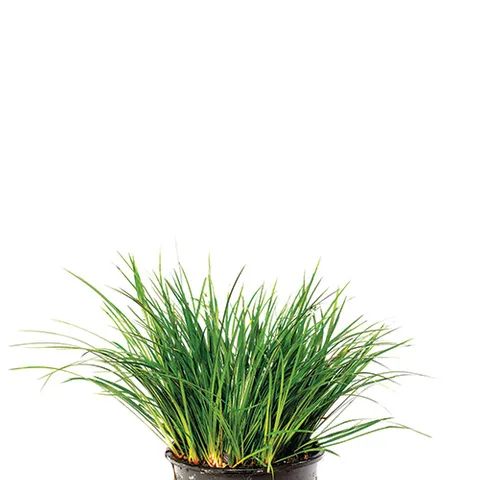 Live Plant - Dwarf Green Rush - 5cm Pot
