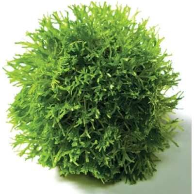 Live Plant - Riccia Topiary Balls