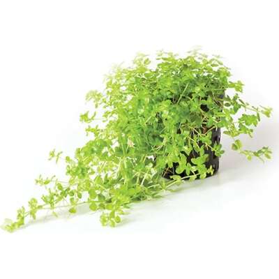 Live Plant - MICRANTHEMUM - 5cm Pot