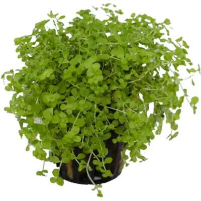 Live Plant - TAKASI CARPET - 5cm Pot
