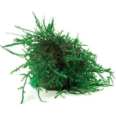 Live Plant - Fontinalis Topiary Balls