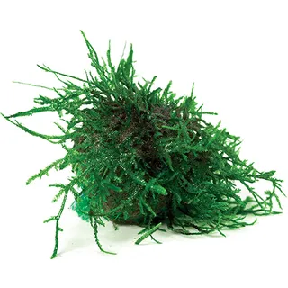 Live Plant - Fontinalis Topiary Balls