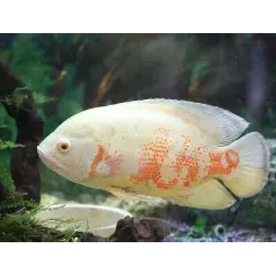 Live Fish - Albino Oscar 5cm