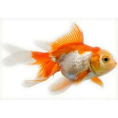 Live Fish - Red & White Fantail - 5cm