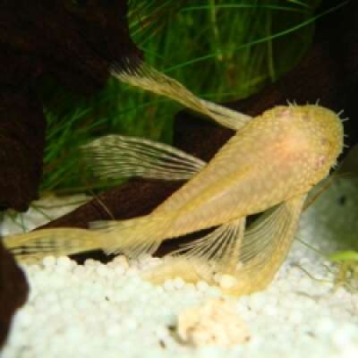 Live Fish - Longfin Albino Bristlenose Catfish -
