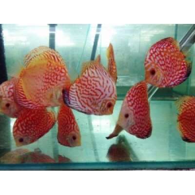 Live Fish - PIGEON BLOOD DISCUS- 6cm