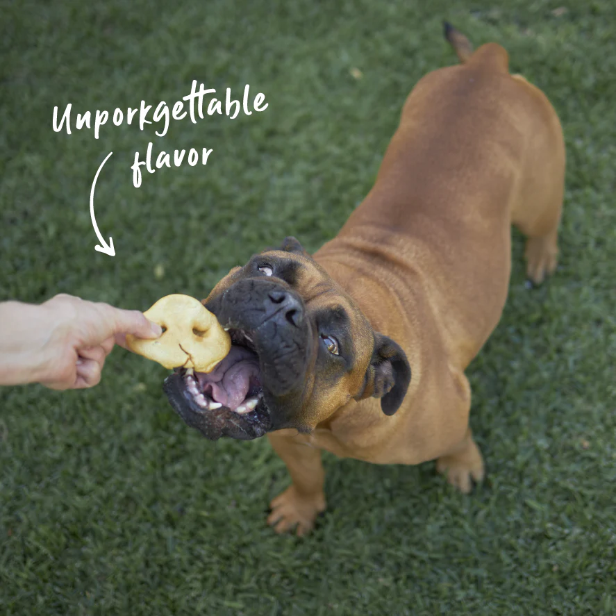 Kazoo Prime Cuts - Puffy Pig Snout Dog Treats - 3pk - Image 4