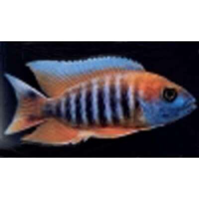 Live Fish - RED JACOBFREIBERGI - FIREBIRD PEACOCK Cichlid   5cm
