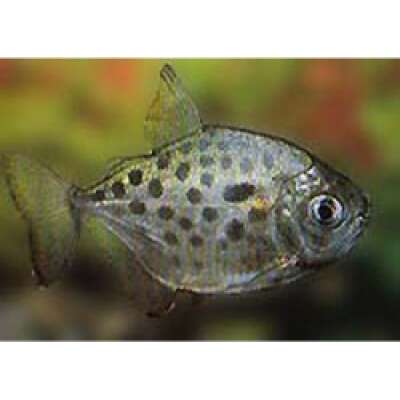 Live Fish -Spotted Silver Dollar Tetra (spotted metynnis)- 5cm