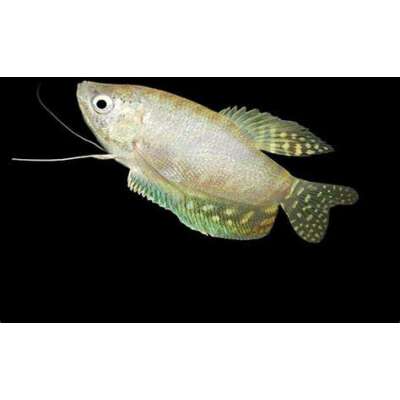 Live Fish - Gourami - Platinum - 10cm