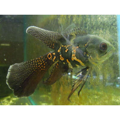 Live Fish - Longfin Red Tiger Oscar 6.5cm