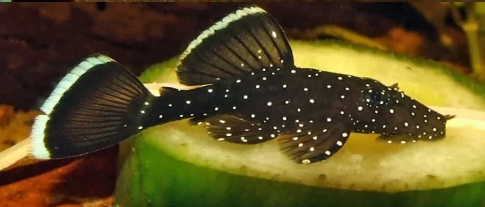 Live Fish - Peppermint Bristlenose Catfish - 2-3cm