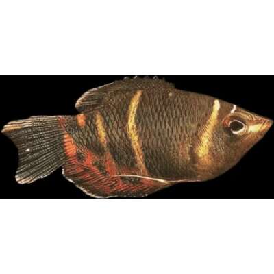 Live Fish - Gourami - Chocolate - 3.5cm