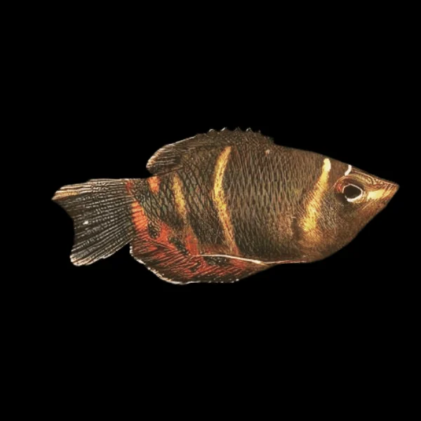 Live Fish - Gourami - Chocolate - 3.5cm