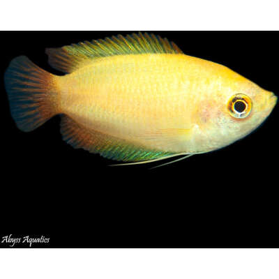 Live Fish - Gourami - Gold Honey - 3.5cm