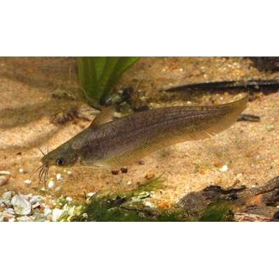 Live Fish - Catfish - Golden Eeltail - Hyrtls