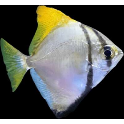 Live Fish - Mono Angelfish Monodactylus Argentus 4.5cm