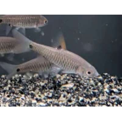 Live Fish - Red Sided Barb (2 spot) - 4cm