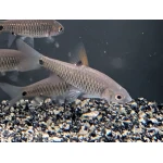 Live Fish - Red Sided Barb (2 spot) - 4cm