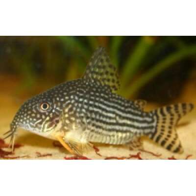 Live Fish - Corydoras Sterbai- 3cm