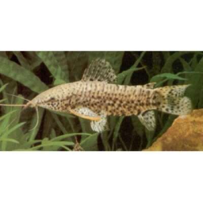 Live Fish - Hoplo Catfish- 5cm