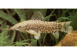 Live Fish - Hoplo Catfish- 5cm