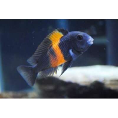Live Fish - TROPHEUS BEMBA RED (T.sp.black) Cichlid   5cm