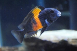 Live Fish - TROPHEUS BEMBA RED (T.sp.black) Cichlid 5cm